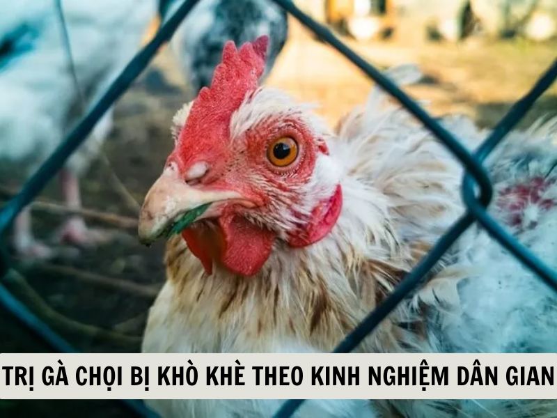Trị Gà Chọi Bị Khò Khè Theo Kinh Nghiệm Dân Gian