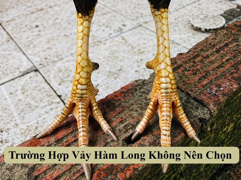Cảm Nhận Thực Tế Vảy Hàm Long