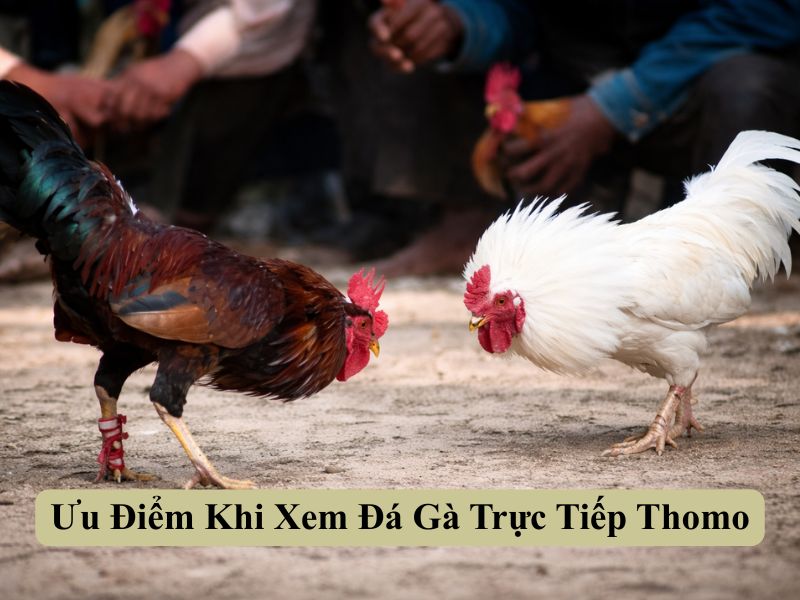 Ưu Điểm Khi Xem Đá Gà Trực Tiếp Thomo