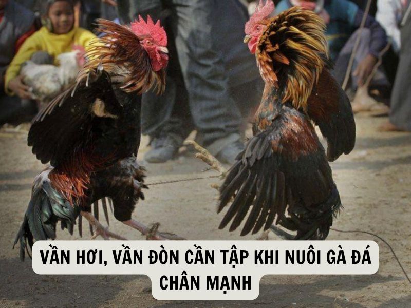 Vần Hơi, Vần Đòn Rất Cần Thiết Khi Nuôi Gà Đá Chân Mạnh
