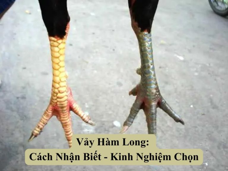 Vảy Hàm Long: Cách Nhận Biết - Kinh Nghiệm Chọn 