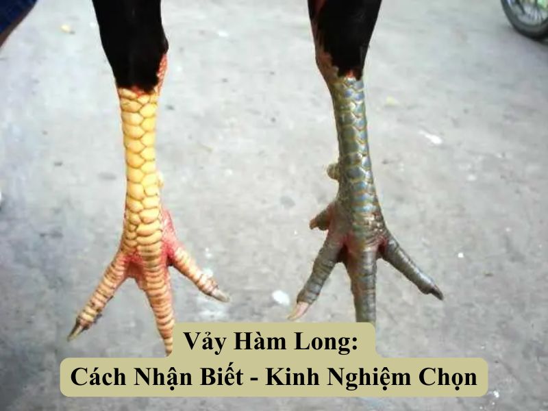 Vảy Hàm Long: Cách Nhận Biết - Kinh Nghiệm Chọn 