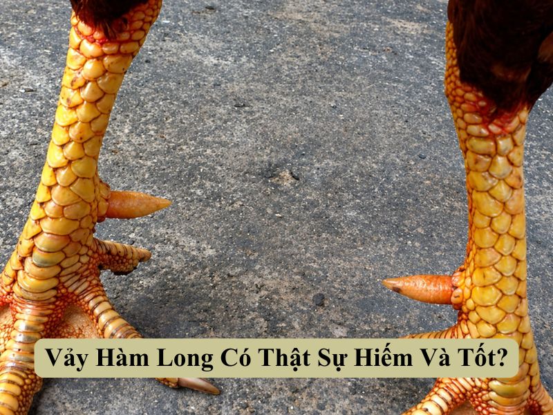 Cảm Nhận Thực Tế Vảy Hàm Long