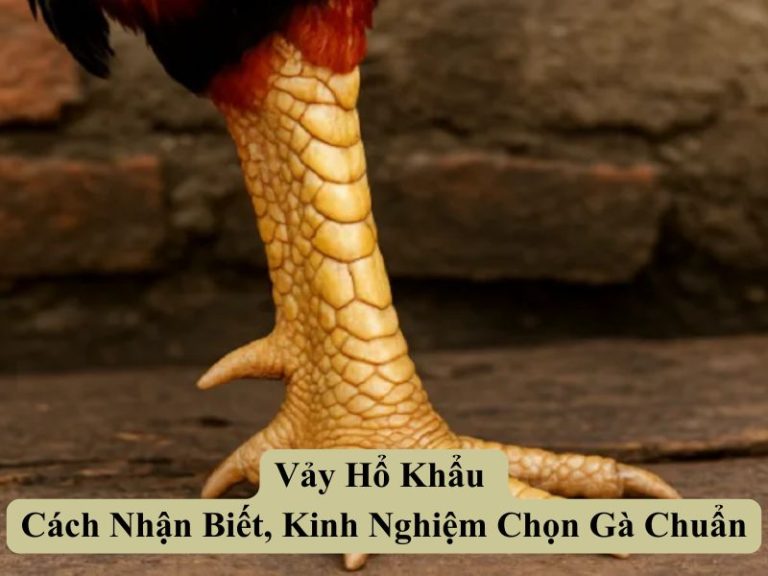 Vảy Hổ Khẩu - Cách Nhận Biết, Kinh Nghiệm Chọn Gà Chuẩn