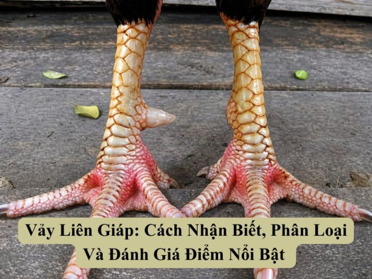 Vảy Liên Giáp: Cách Nhận Biết, Phân Loại Và Đánh Giá Điểm Nổi Bật