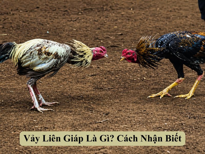 Vảy Liên Giáp Là Gì? Cách Nhận Biết