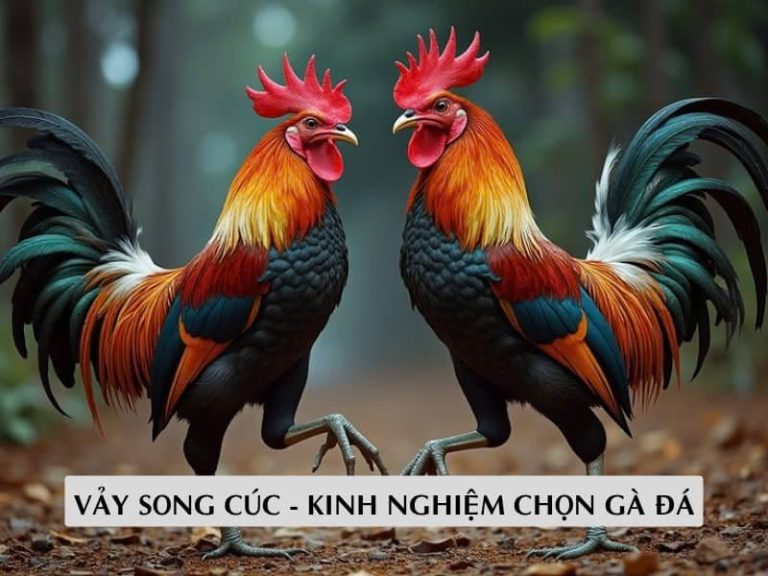 Kinh Nghiệm Đánh Giá Thực Chiến Của Gà Vảy Song Cúc
